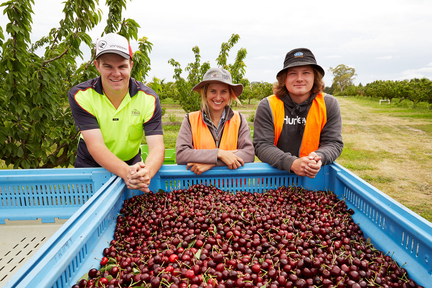Koala Cherries employees leaning over a pile of big red cherries
