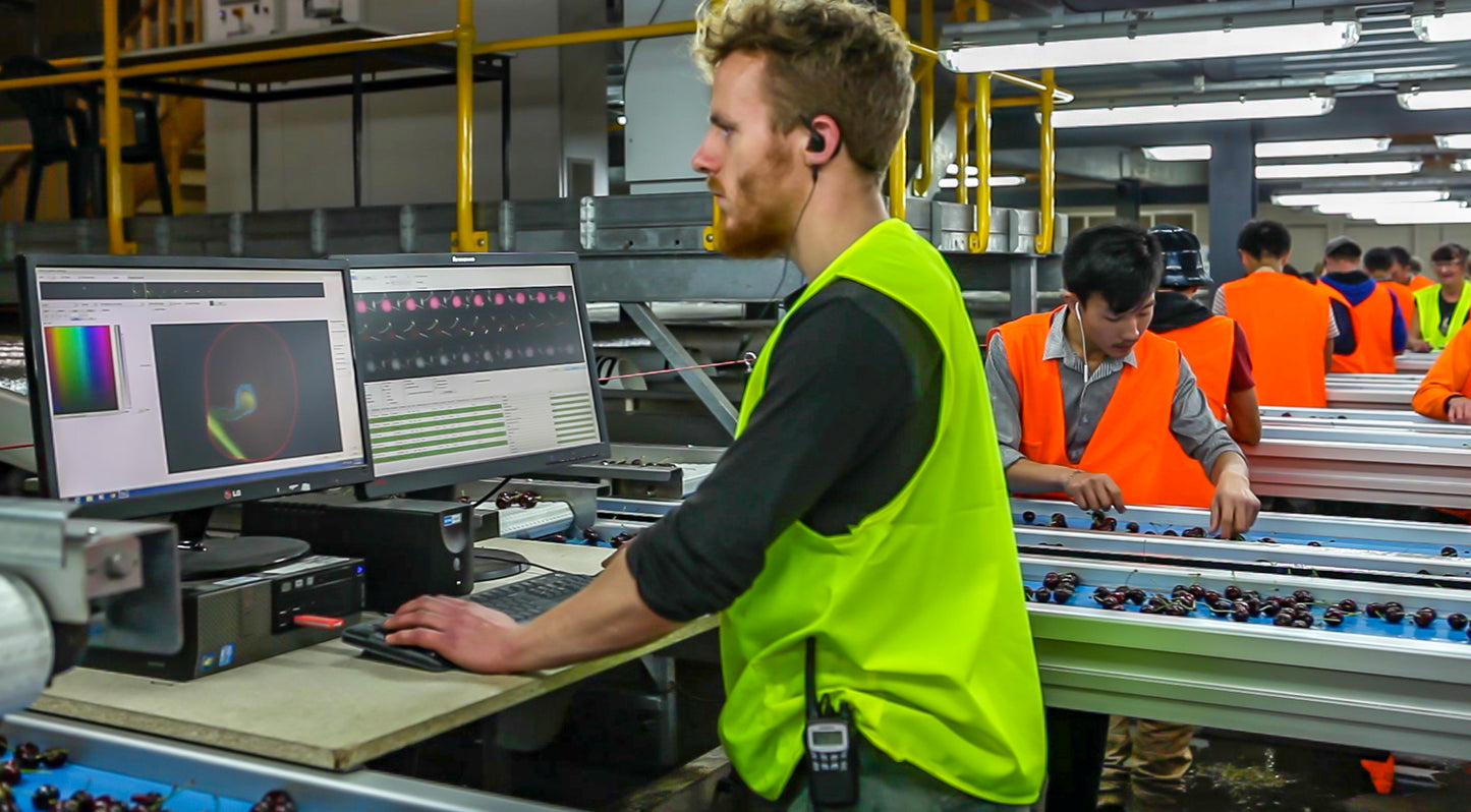 Koala Cherries employee working on the cherry grading software