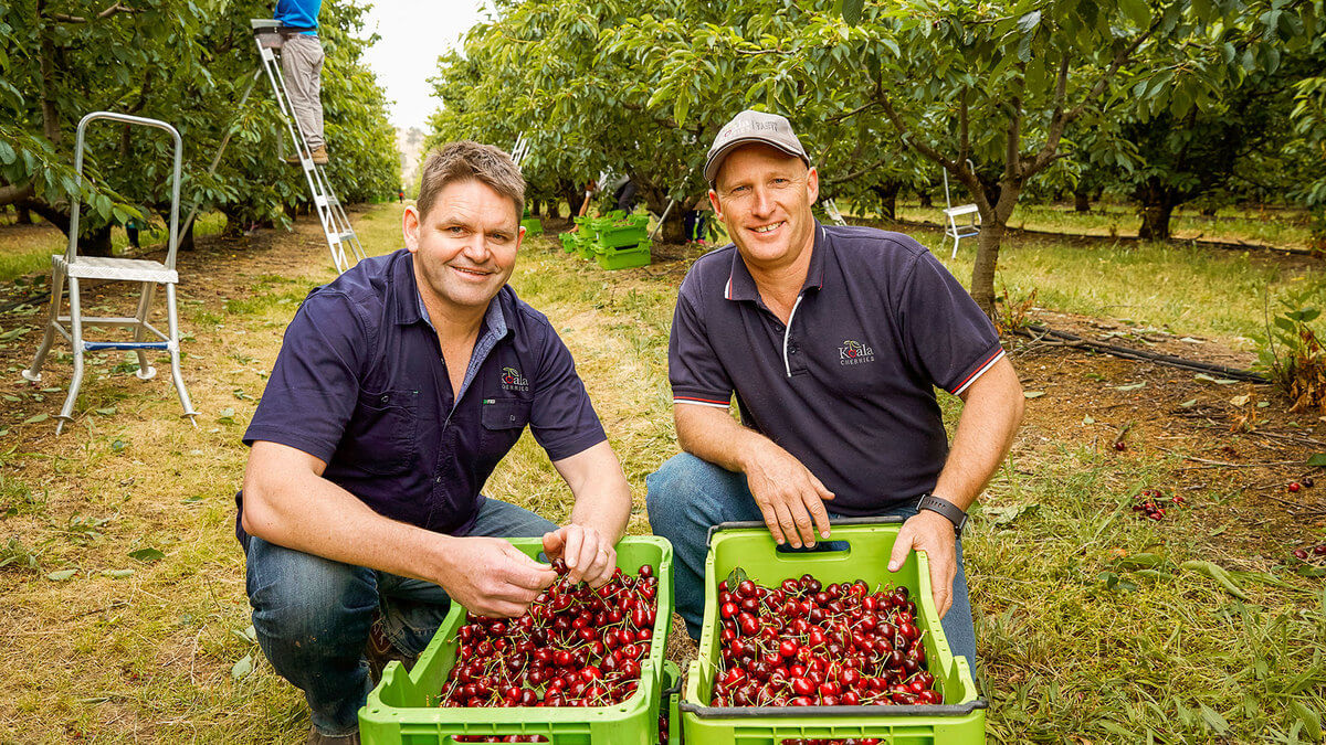 Michael and Simon Rouget the owners of Koala Cherries in the orchard crouching over a tub of Cherries