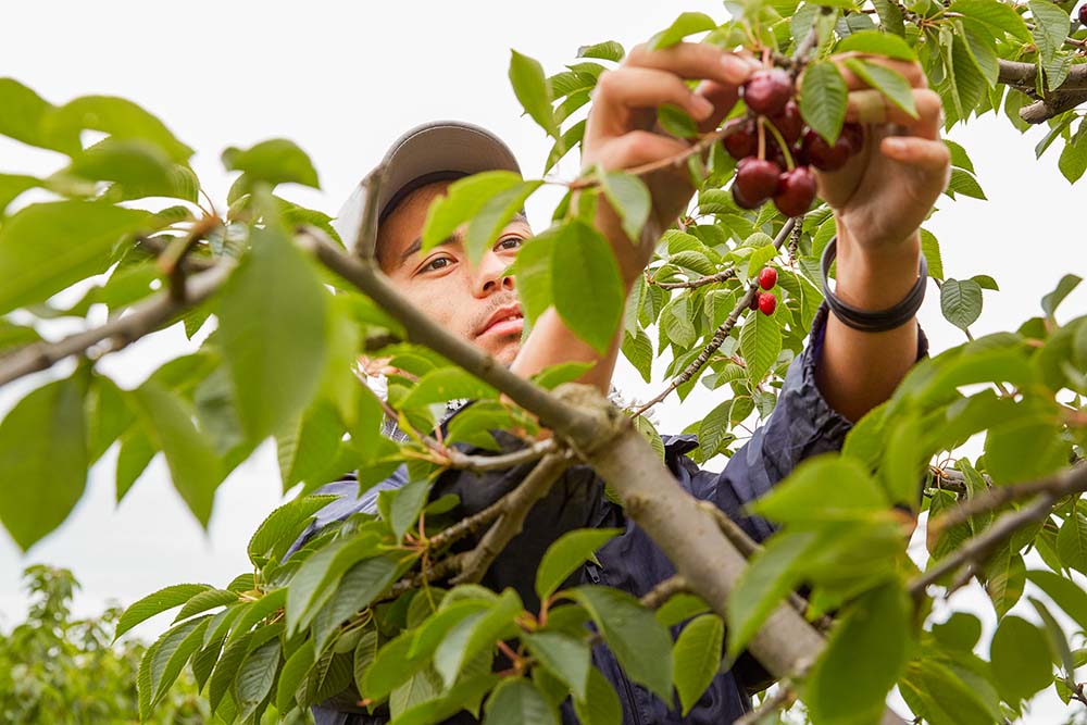 Care is put into every cherry tree