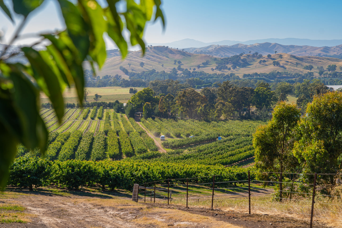 Farm overlook bright green cherry trees and blue sky, koala cherries farm, cherry orchard