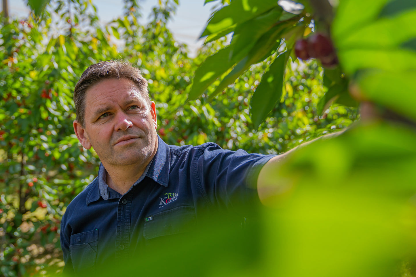 Michael Rouget looking at cherries