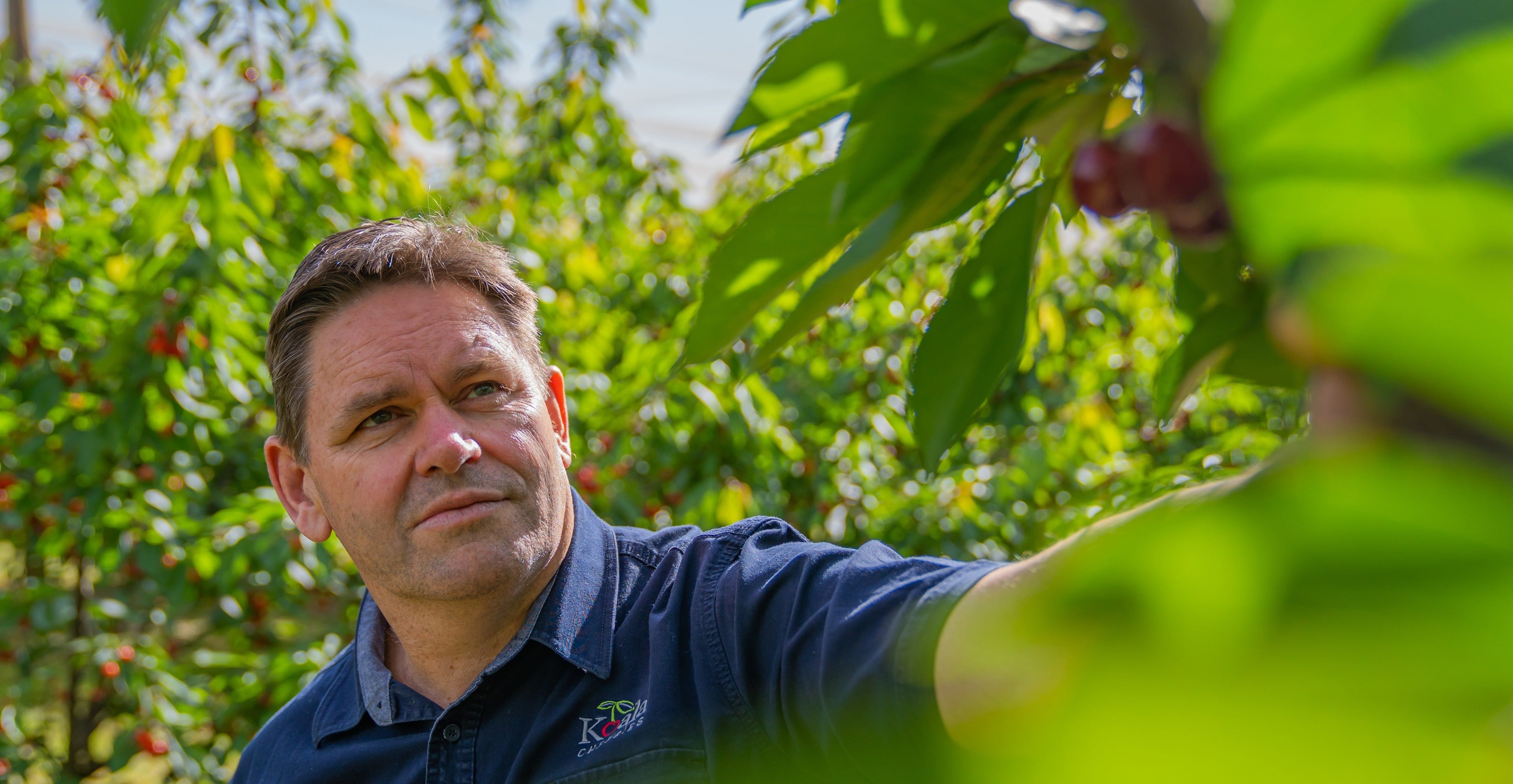 Michael Rouget CEO of Koala Cherries close up photo looking at Cherries on the tree