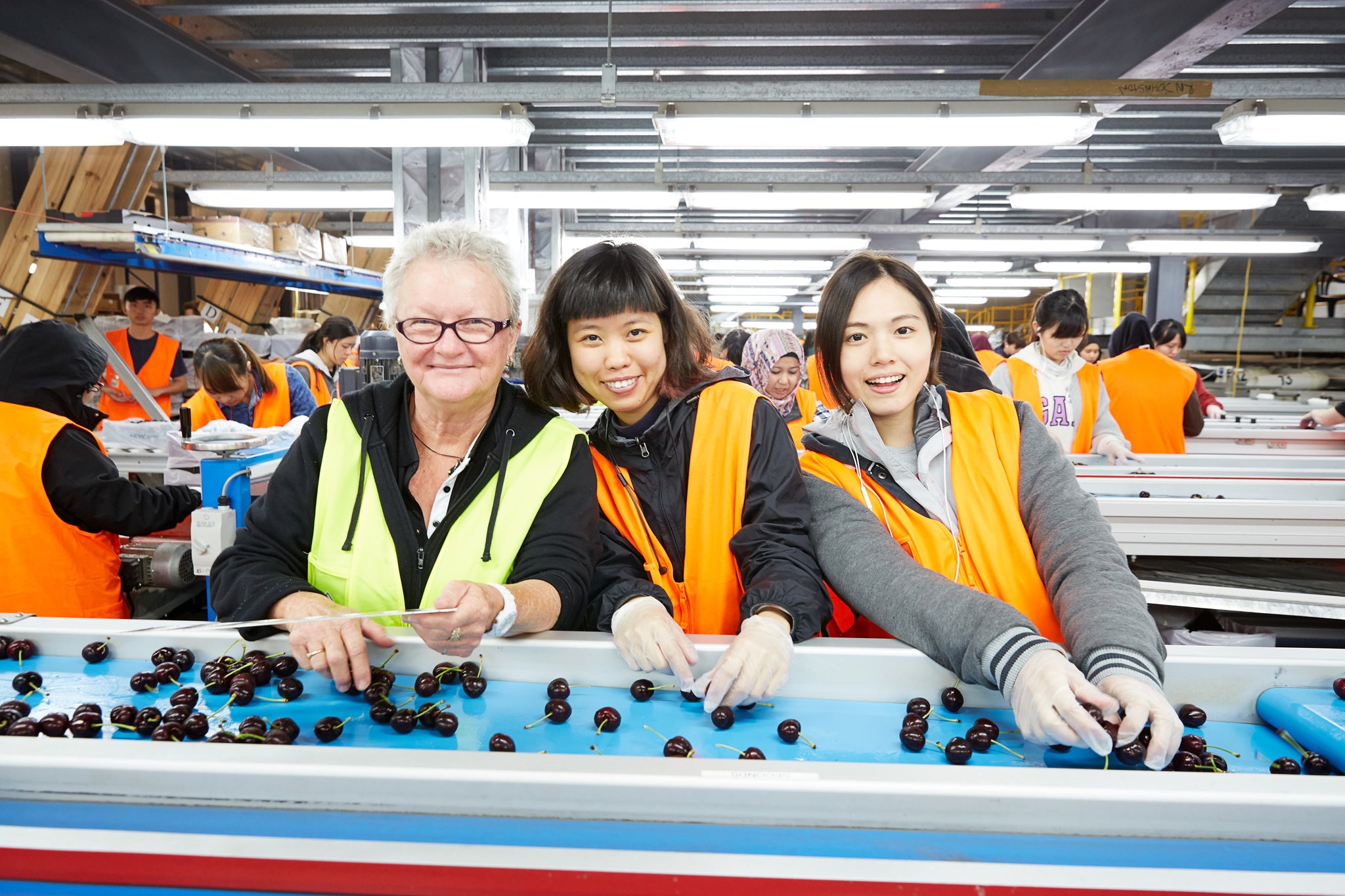 Koala Cherries employees smiling sorting cherries in the packing shed